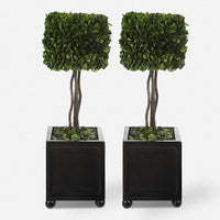 Preserved Boxwood Square Topiaries