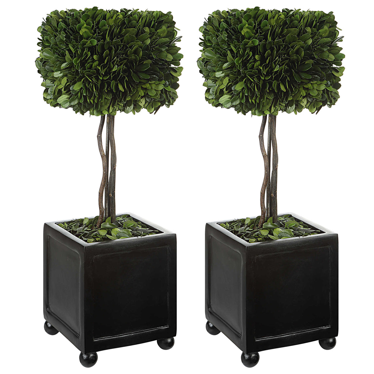 Preserved Boxwood Square Topiaries