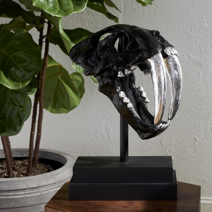 Saber Tooth Tiger Skull
